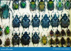 Motorcycle Collection Photography Tips: How to Showcase Rare Bikes