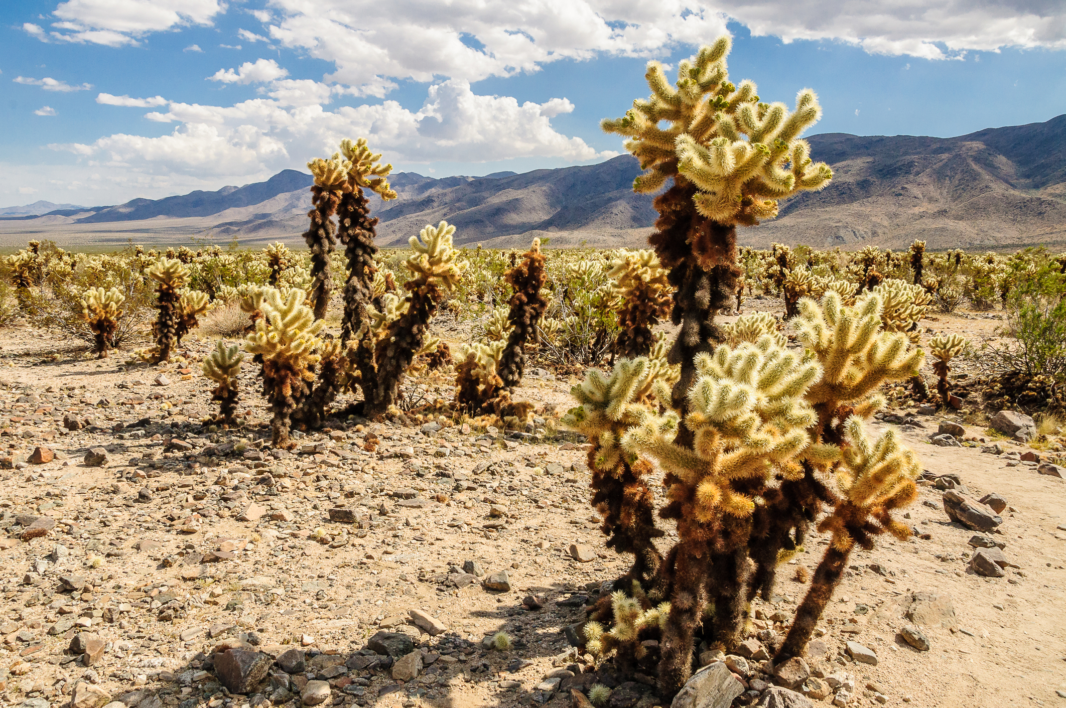 Joshua Tree Motorcycle Routes: Desert Roads and Surreal Landscapes