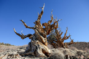 Desert Racing Adventures: Competing in Earth’s Oldest Landscapes