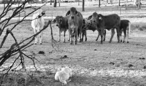 Riding With Dogs: Is Motorcycling Really Going to the Dogs?